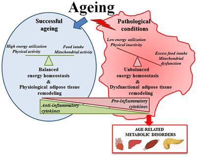 The Dual Role of the Pervasive “Fattish” Tissue Remodeling With Age